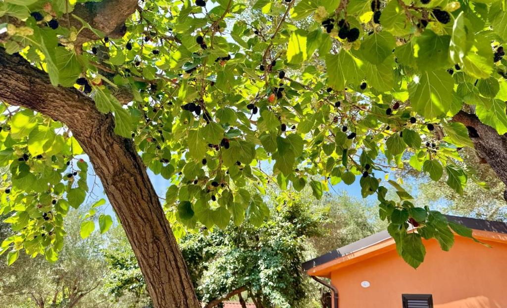 Villaggio Alberghiero Da Pepé