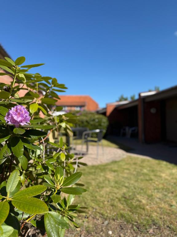 Zahrada ubytování Hotel Birksø
