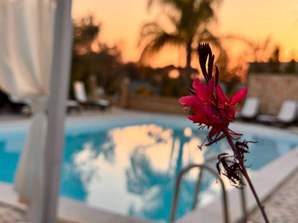 Bazén v ubytovaní Villa B&B Antiche Macine del Salento - nel cuore del Salento alebo v jeho blízkosti
