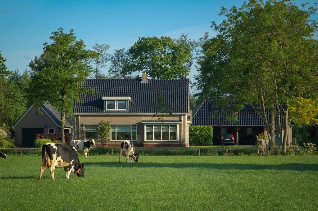 a group of cows grazing in a field in front of a house at Appartement Hoornsterzwaag, landelijk gelegen in Hornsterzwaag