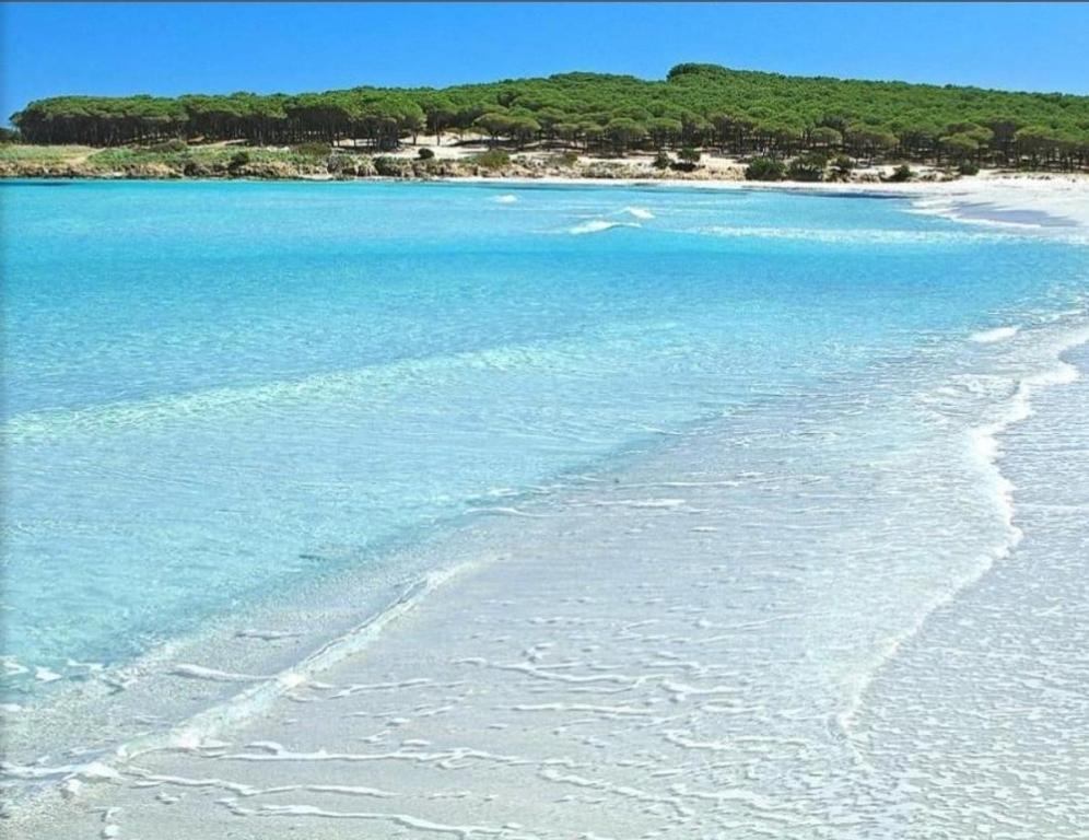 a beach with blue water and trees in the background at Budoni -San Pietro in Tamarispa