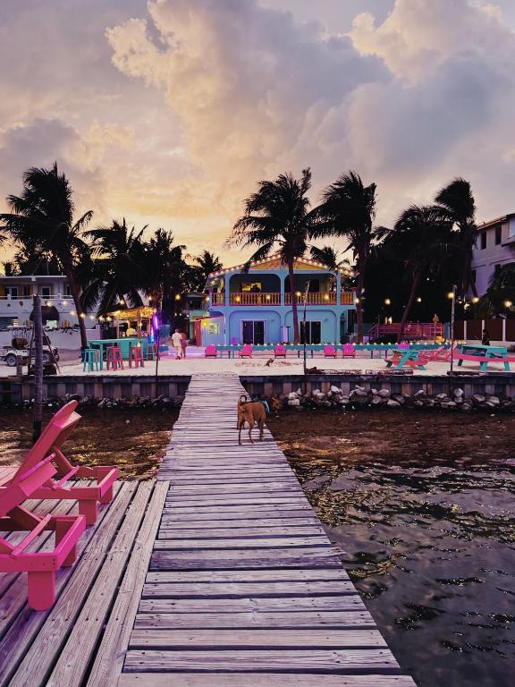 Un perro parado en un muelle de madera cerca de una playa. en Barefoot Beach Belize, en Caye Caulker