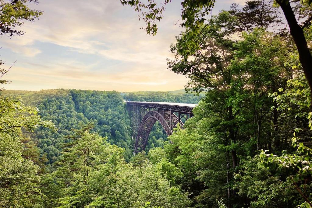 un ponte nel mezzo di una foresta con alberi di Boomer Bungalow a Boomer