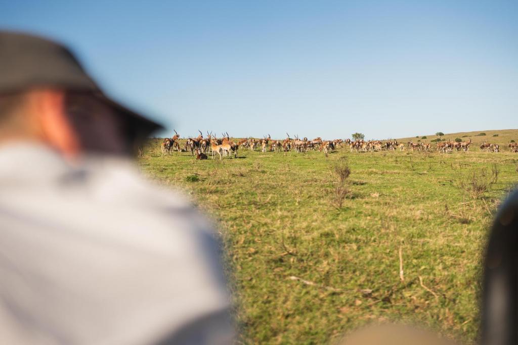 Hosté ubytování Lalibela Game Reserve - Kichaka Lodge