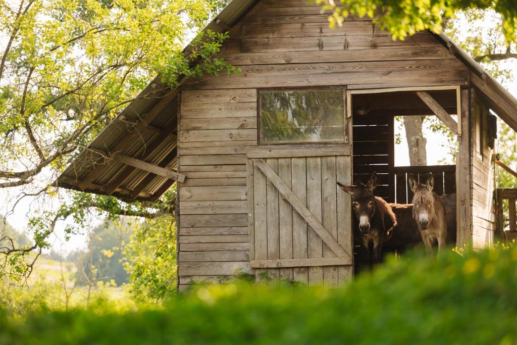 Fotografie z fotogalerie ubytování Ladybug Eco House v destinaci Gradišče pri Lukovici
