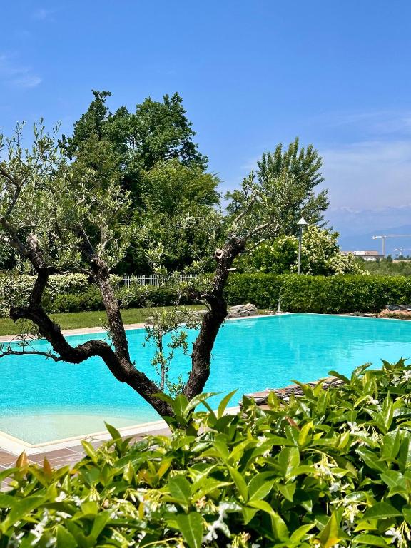 a tree in front of a swimming pool at Quadrivium Apartments in Castelnuovo del Garda