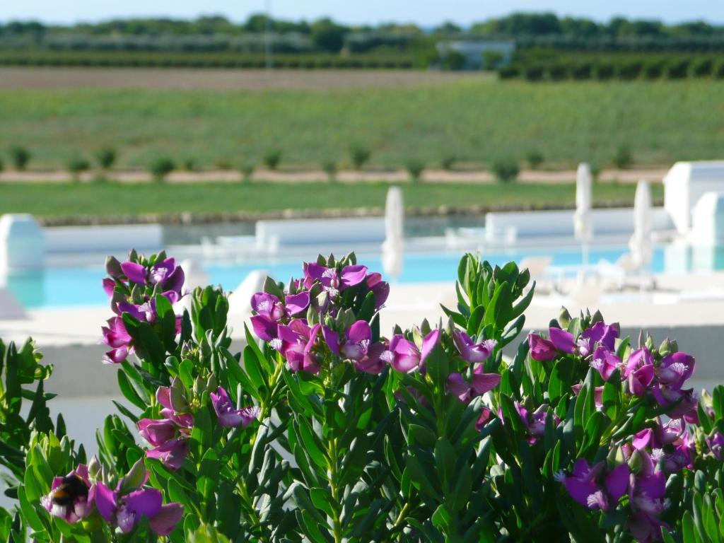 Bazén v ubytování Masseria Bagnara Resort & Spa nebo v jeho okolí