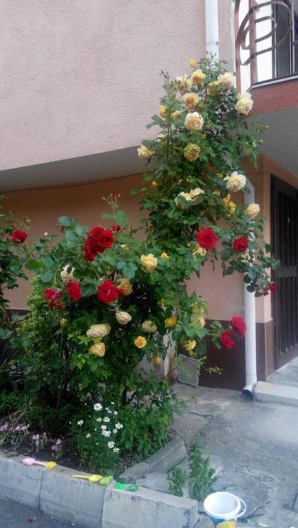 Zahrada ubytování Lazur Hotel