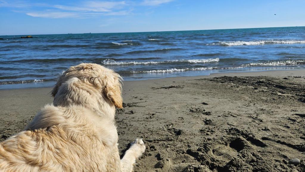 un cane seduto sulla spiaggia che guarda l'oceano di Violet Luni Home a Marinella di Sarzana