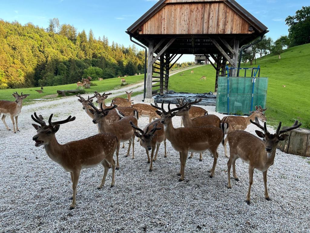 Zvířata v kempu nebo okolí