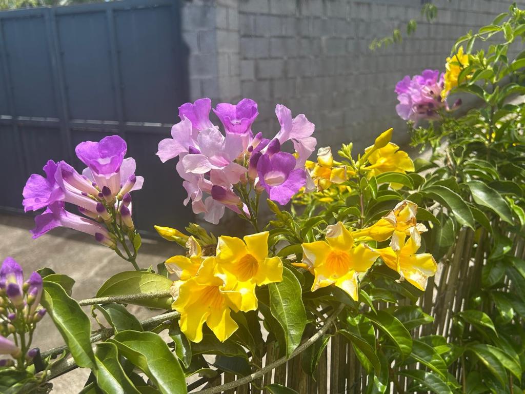 Zahrada ubytování La case curcuma