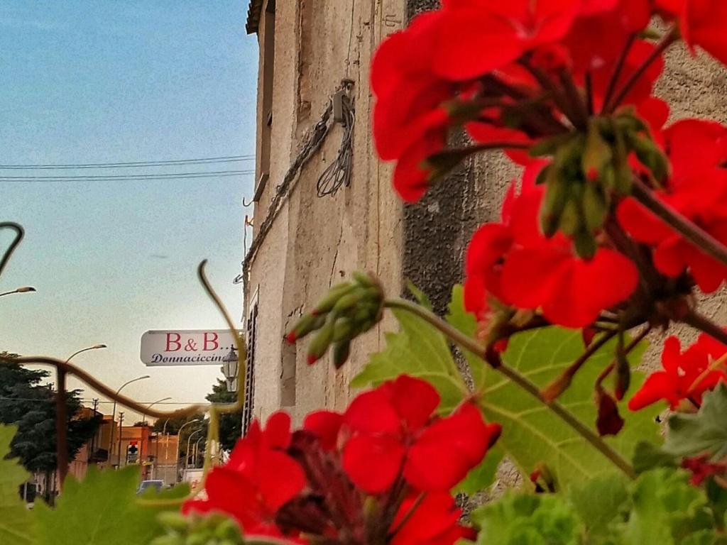 Zdjęcie z galerii obiektu Donnaciccinatrapani w mieście Rilievo