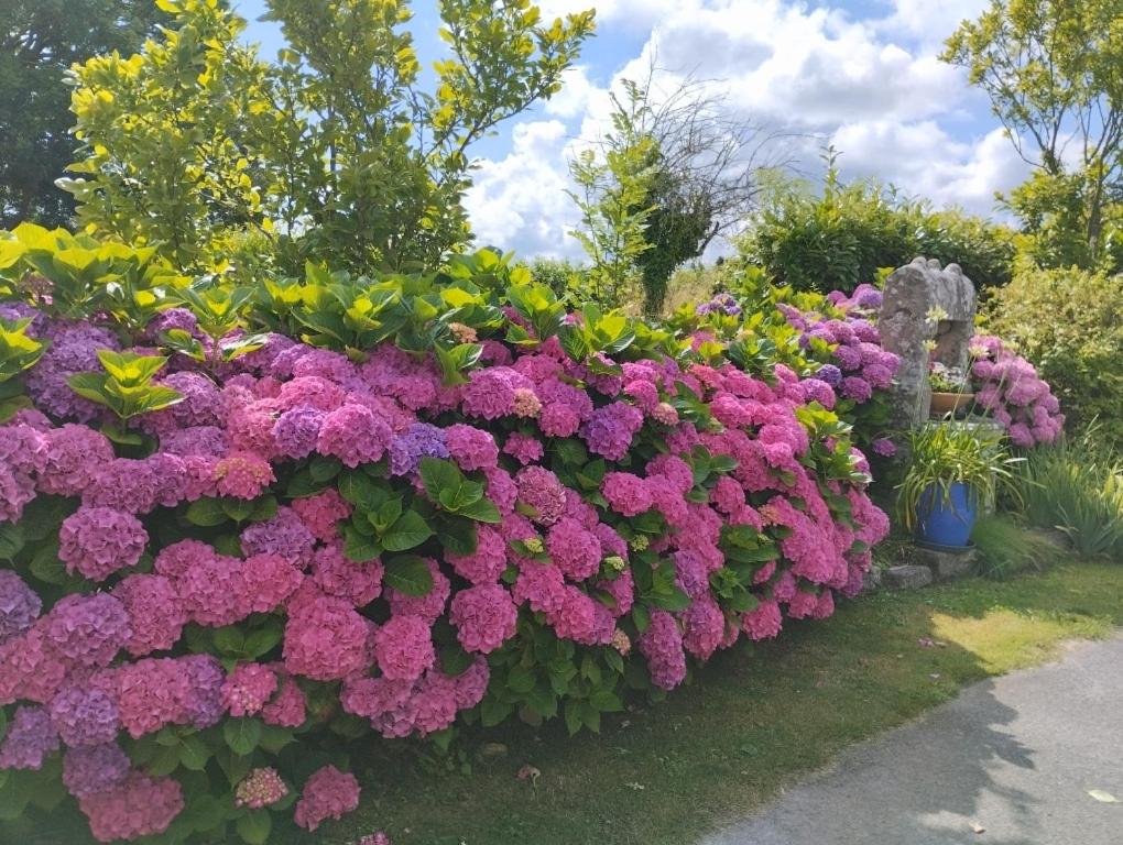 - un bouquet de fleurs violettes dans un jardin dans l'établissement gite proche de la ria d'ETEL, à Plouhinec