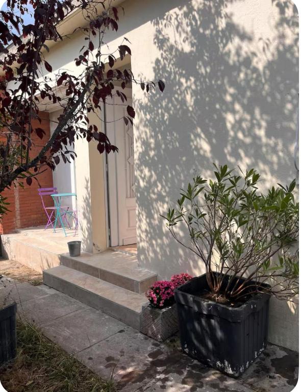 une plante dans un pot sur le côté d'une maison dans l'établissement Maison Nova, à Toulouse