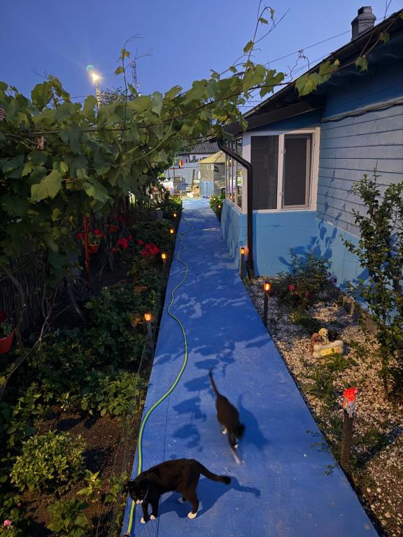 two cats walking down a sidewalk next to a house at Casuta Alga Sulina in Sulina