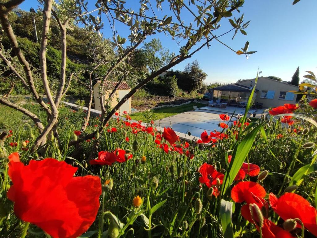 un champ de fleurs rouges devant une allée dans l'établissement Les jardins de Vacqueyras, à Vacqueyras
