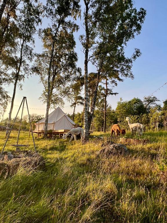 Příroda nedaleko luxury tent