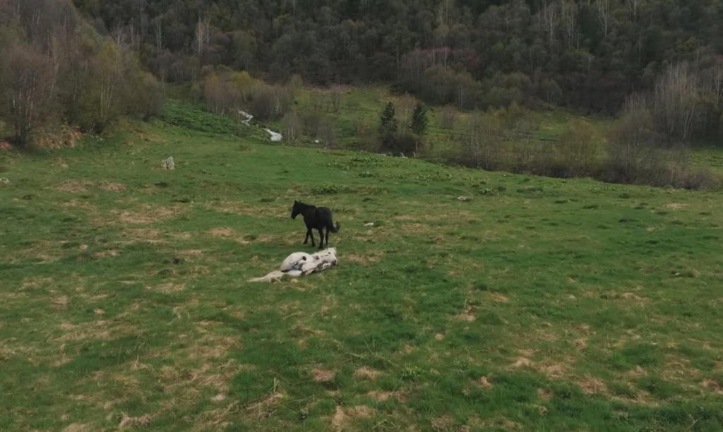 Domácí mazlíčci ubytovaní s hosty v ubytování Vila Latphari in Ushguli
