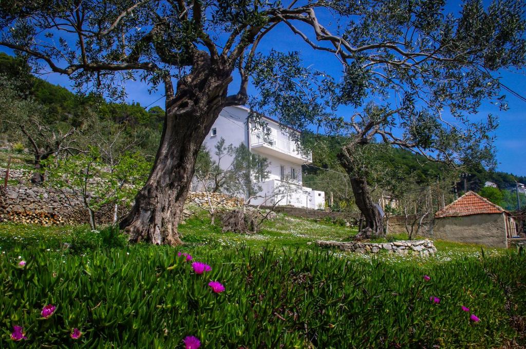 RopaにあるApartments Frano Ropaの草の花と木々の白い家