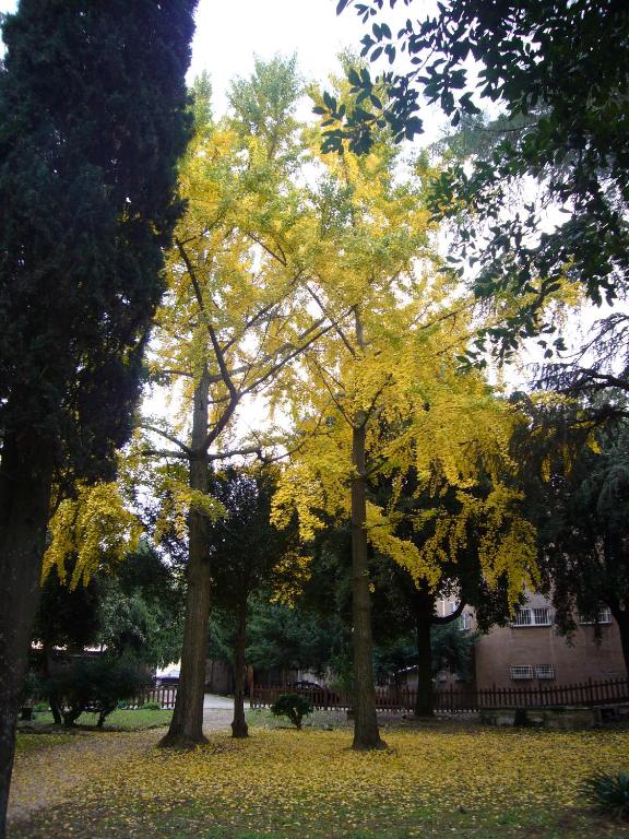 Zahrada ubytování Villa Altieri