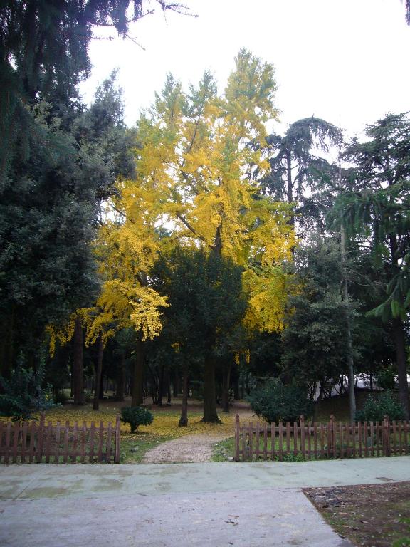 Zahrada ubytování Villa Altieri