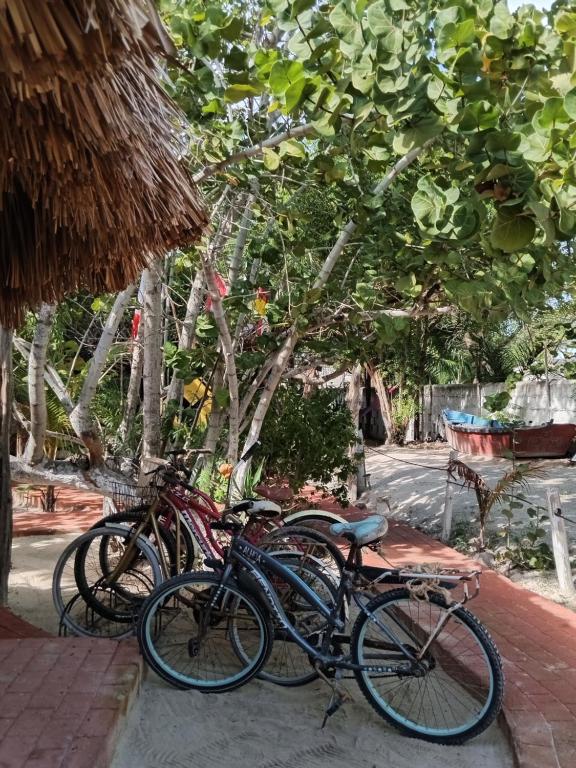Jízda na kole v ubytování Casa Jade Ecobungalows Las coloradas nebo okolí