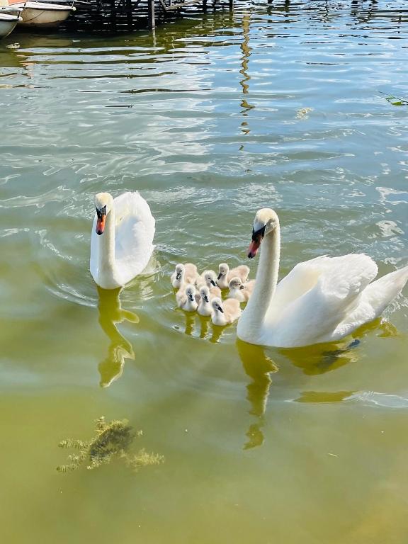 Zvířata v prázdninového domu nebo okolí