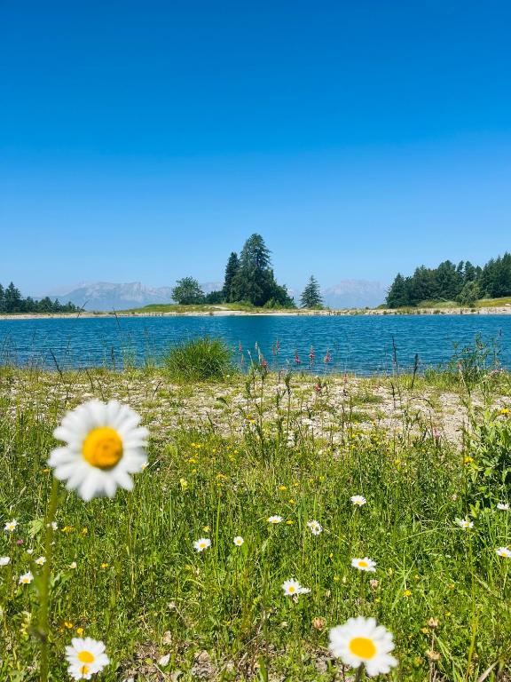 un champ de fleurs dans l'herbe à côté d'un plan d'eau dans l'établissement Gîtes les COMBES, à Saint-Léger-les-Mélèzes