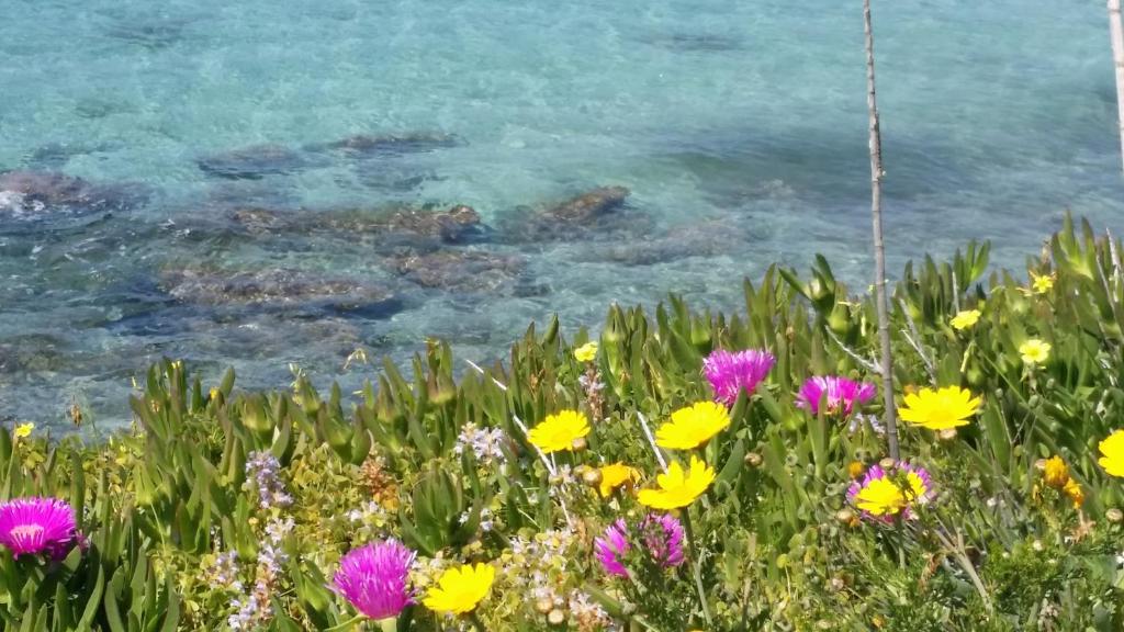 un campo de flores frente a un cuerpo de agua en Rachel Hotel en Agia Marina Aegina