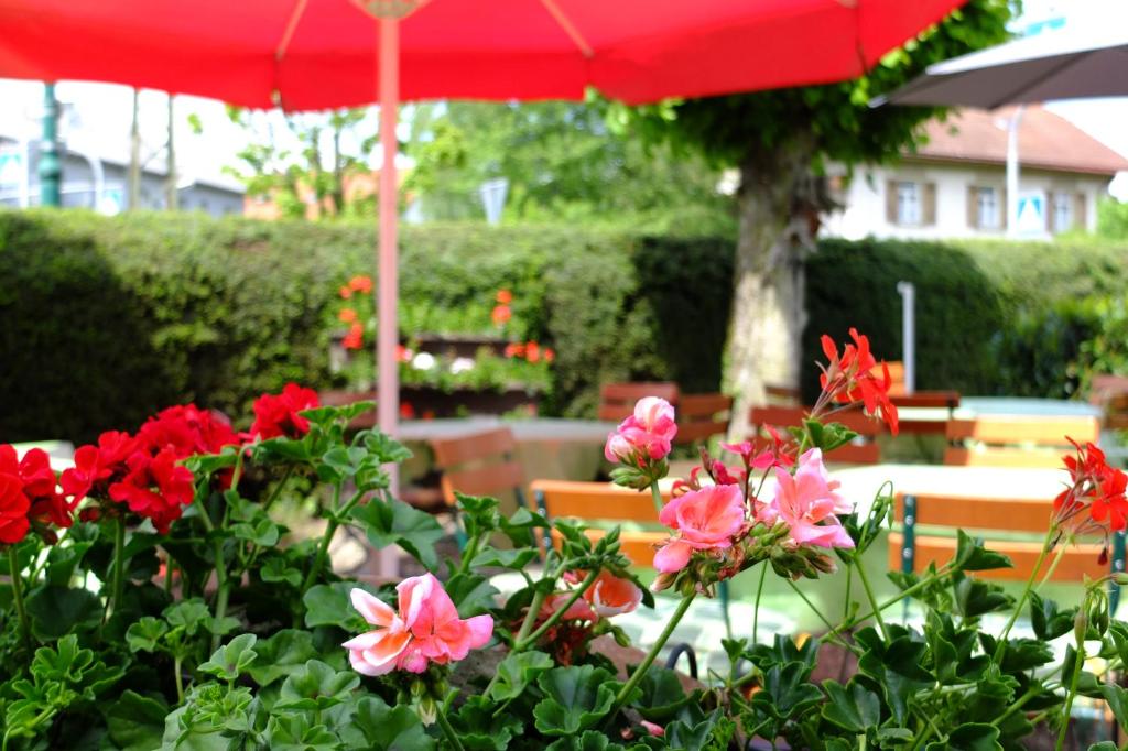 Zahrada ubytování Hotel Löwen