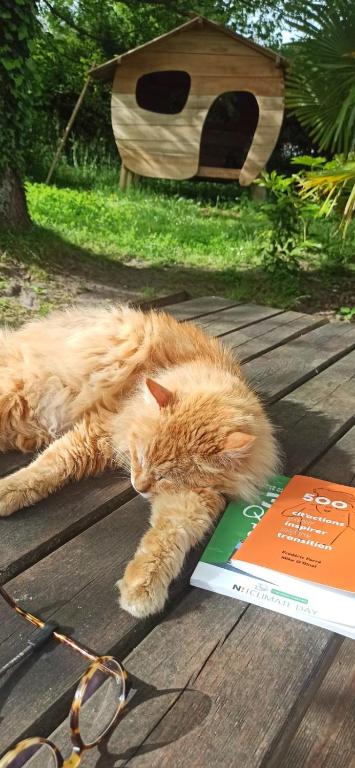un chat orange allongé sur une table à côté d'un livre dans l'établissement Maison landaise avec piscine proche Hossegor Capbreton, à Angresse