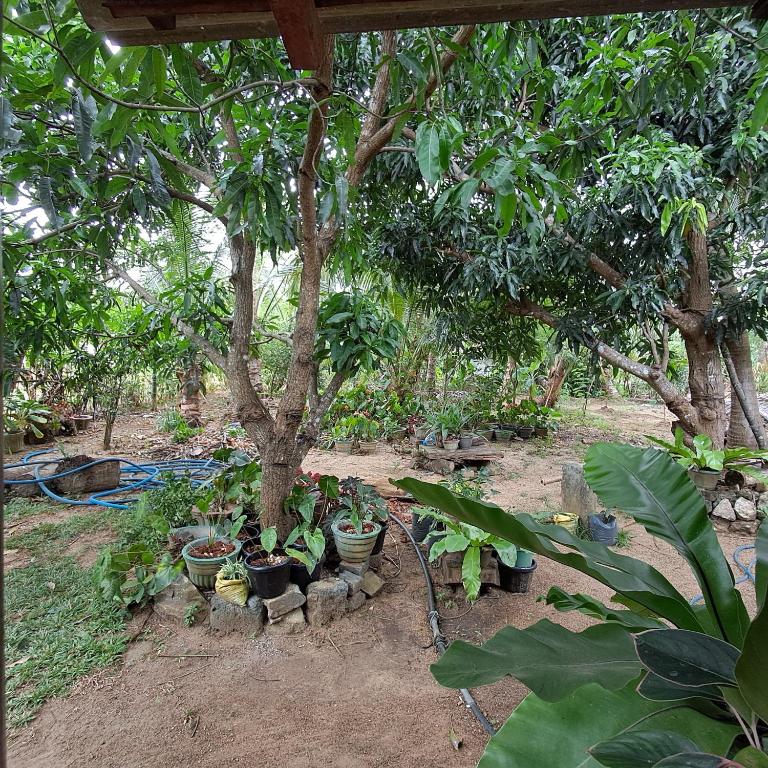 Zahrada ubytování Bandula Home Stay