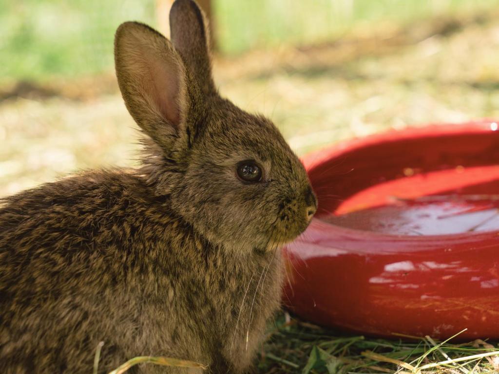 a small rabbit standing next to a red bowl at VOM REITER, Ferienwohnung am Bauernhof mit Bergblick und privater Infrarotkabine, Inklusive Sommercard in Schladming
