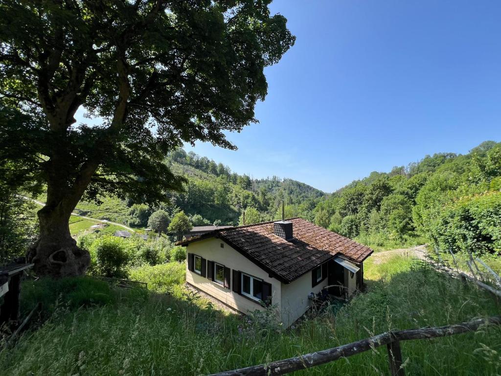 a small house in a field with a tree at Ferienhaus Denise Harz in Sankt Andreasberg