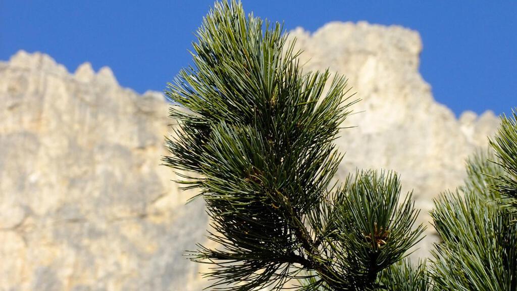 a pine tree with mountains in the background at Il Cirmolo in Canale dʼAgordo