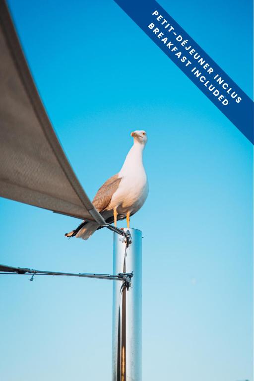 a bird sitting on top of an umbrella at Hôtel Les Voiles in Toulon