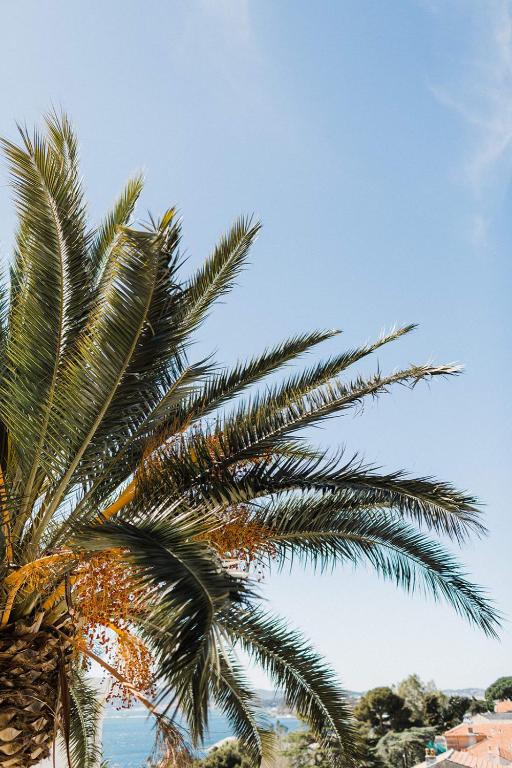 a palm tree on the beach with the sky in the background at Hôtel Les Voiles in Toulon