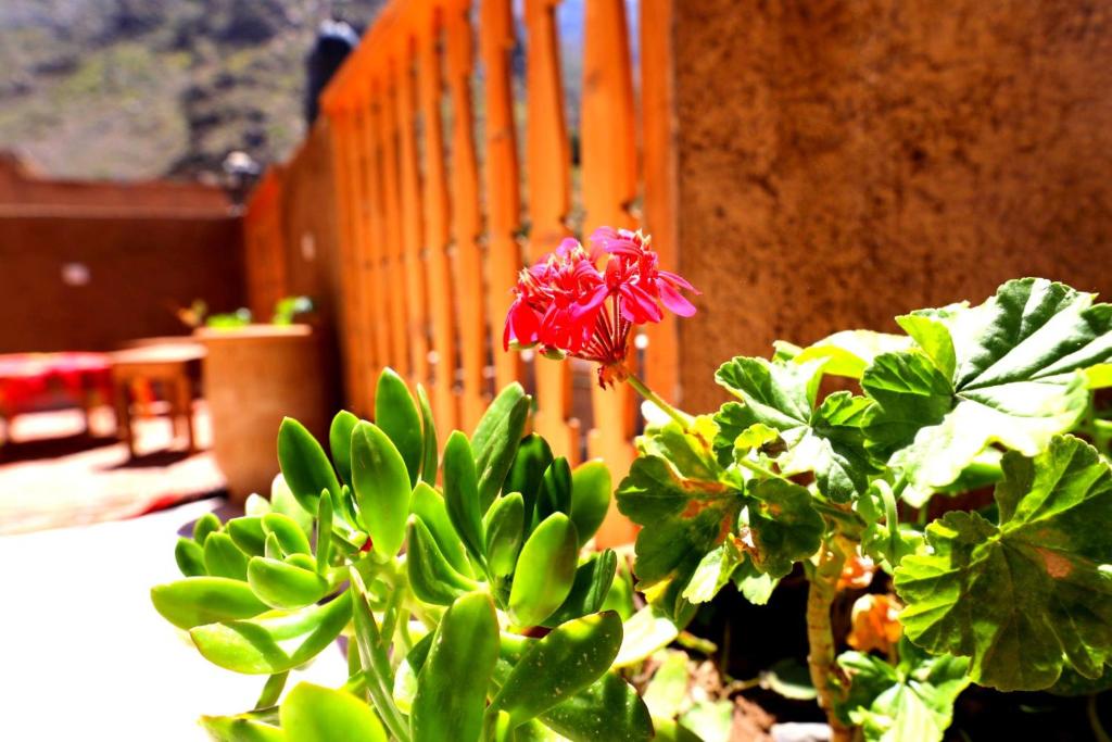 Zahrada ubytování Atlas Kasbah Lodge