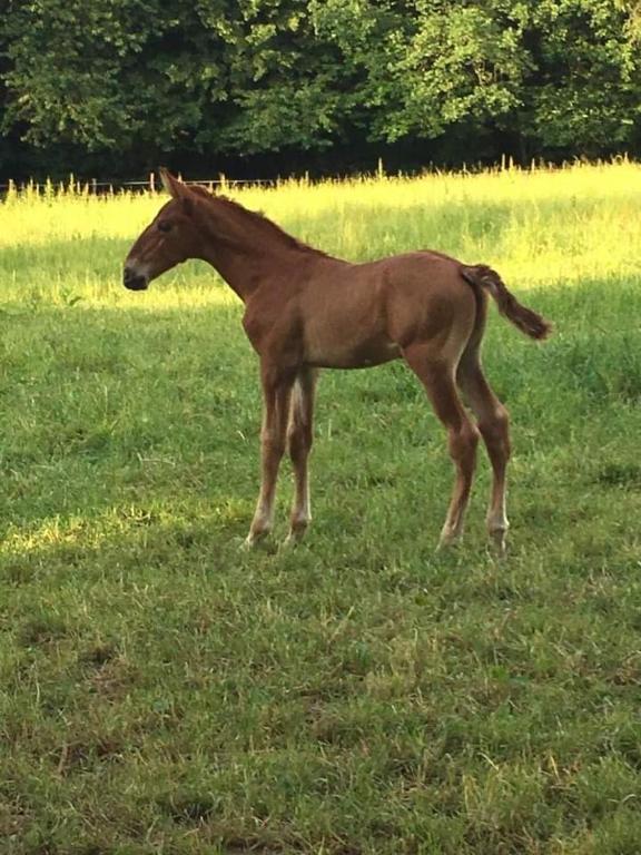 un cheval brun debout dans un champ d'herbe dans l'établissement Gîte du Haras du Suet, 