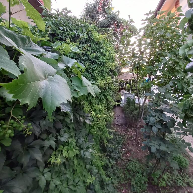 Zahrada ubytování B&B Baš Baštica