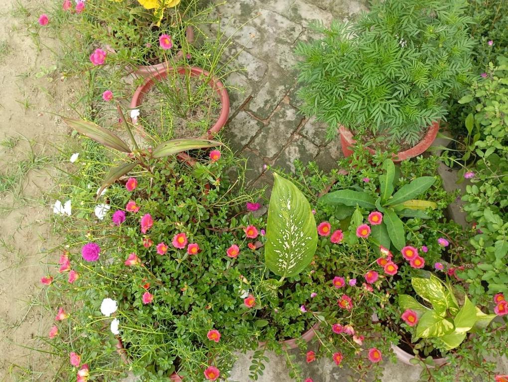 Zahrada ubytování Atithi home stay and Cloud Kitchen