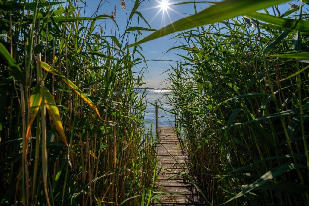 a wooden path through the reeds on a lake at Ferienwohnung Haus am Seeufer Steuerbord in Waren