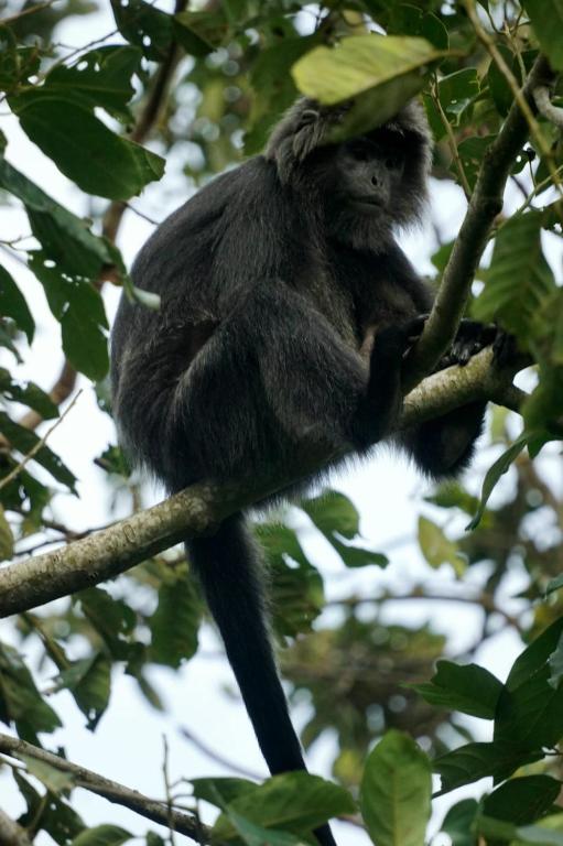 Animales en la habitación en casa particular o alrededores