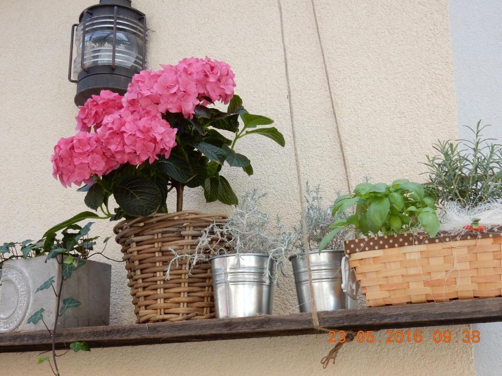 Zahrada ubytování Parma Guesthouse & Apartments