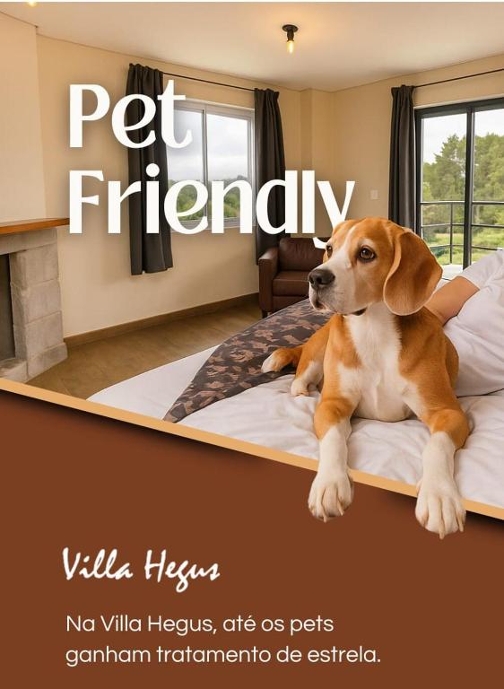 a brown and white dog laying on a bed at Suites e Chales petfriendly com ar, hidro e lareira in Campos do Jordão
