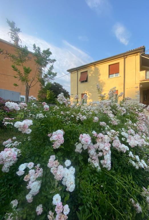 a field of pink and white flowers in front of a building at Alle Pratoline Casa vacanze spaziosa vicino Trieste e mare con deposito bici e moto coperto in Muggia