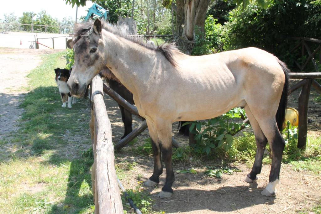 Zvířata v venkovského domu nebo okolí