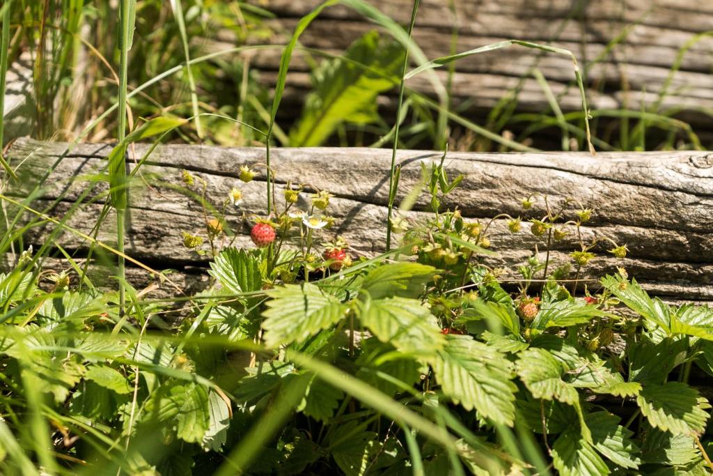 Zahrada ubytování Mountain view Glamping