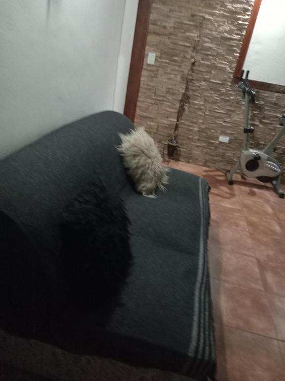 ein kleiner Hund, der auf einem schwarzen Teppich sitzt in der Unterkunft Sol y Playa in Mar del Plata