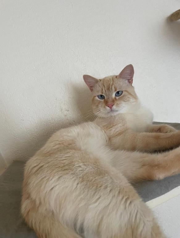 un chat orange et blanc posé sur le sol dans l'établissement Appartement lumineux 13006, à Marseille